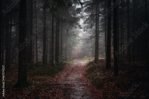Herbstwald mit Nebel am Abend © CreativeImage