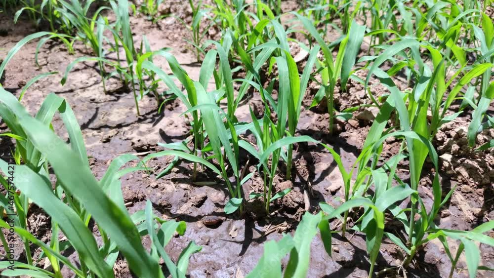 Rows of corn plants germinate and grow in a field Rows of corn plants germinate and grow in a field