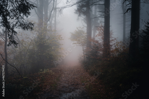 Herbstwald mit Nebel am Abend © CreativeImage