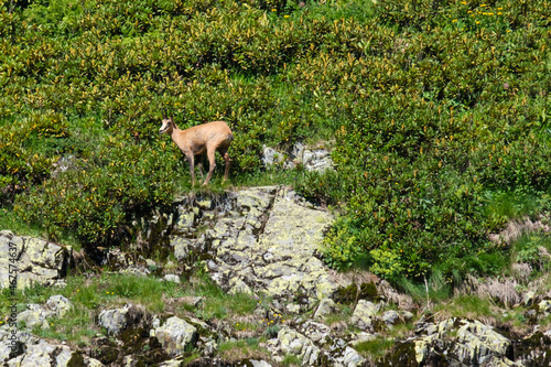 Caucasian Chamois (Rupicapra rupicapra ssp. caucasica), Chugush National Park in Krasna Polyana, Sochi, Russia photo