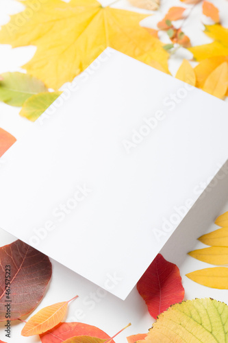 Autumn composition on a white  light background. Colored leaves. Autumn. Mockup for text.