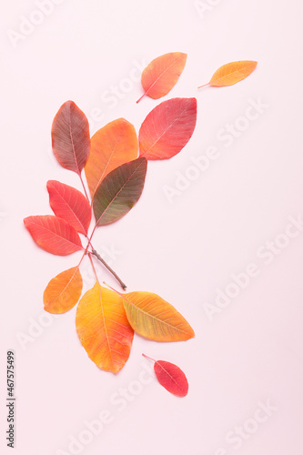 Autumn composition on a bright pink light background. Colored leaves. Autumn. 