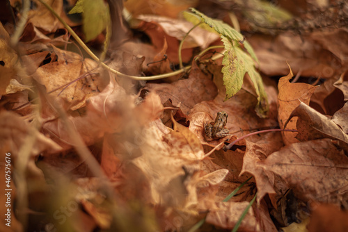 Photography A small frog hid in the orange dry maple leaves