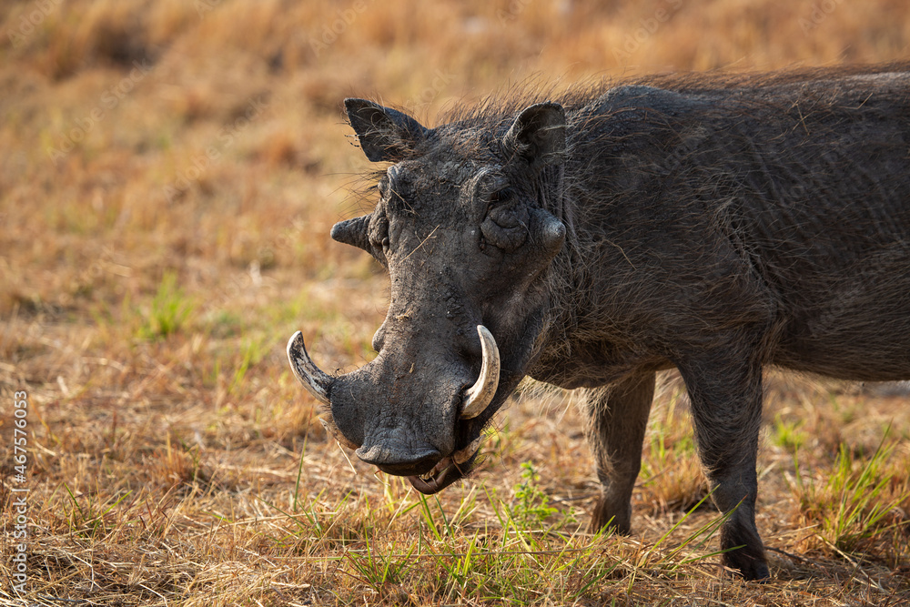 African warthog in Etosha National Park. Namibia African warthog in Etosha National Park. Namibia