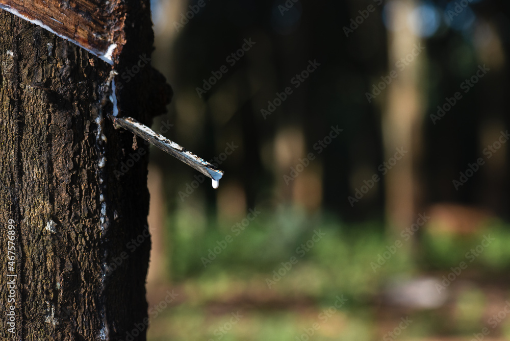 Rubber tapping until latex is slowly dripping from the tree. Rubber tapping until latex is slowly dripping from the tree.