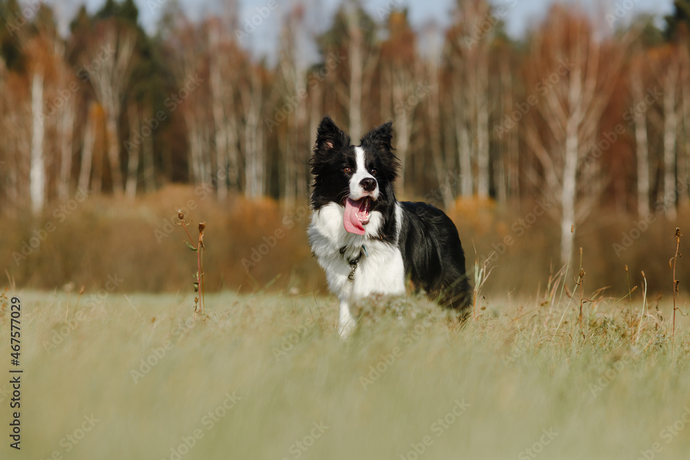 Black and white border collie dog are posing in the field Black and white border collie dog are posing in the field