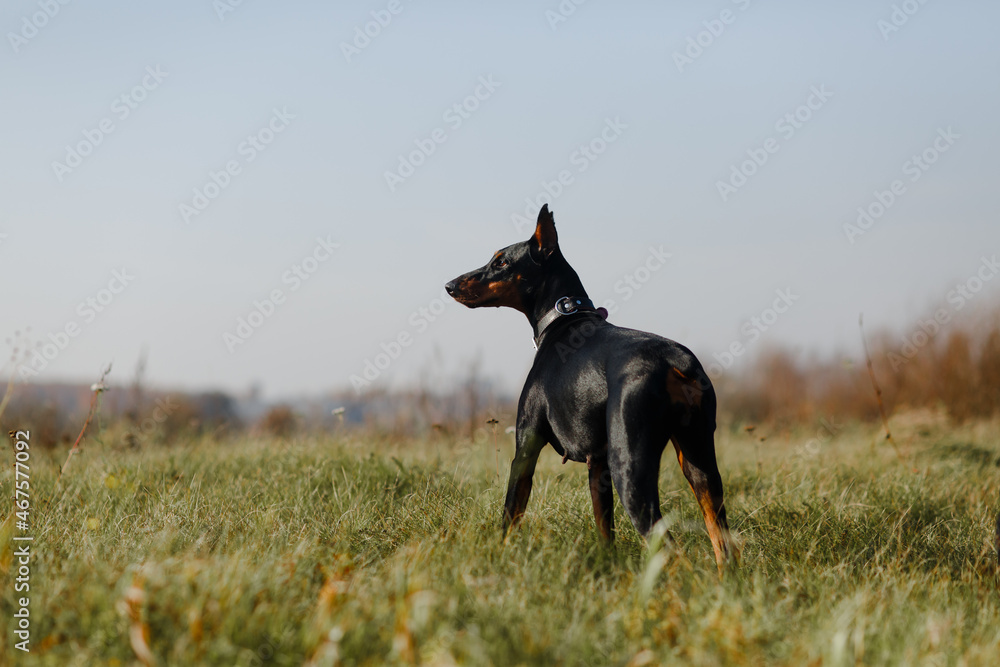 beautiful black with brown dog breed Doberman in the field