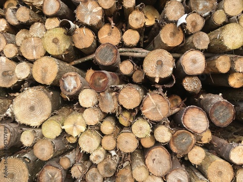 Stockage du bois apr  s l   abattage des sapins au lieu-dit Barr      Briec en Bretagne Cornouailles Finist  re France 