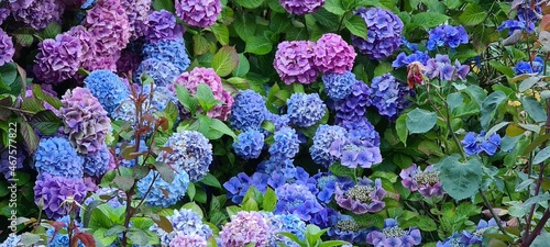 Blooming pink, blue, lilac, violet, purple Hydrangea bushes photo