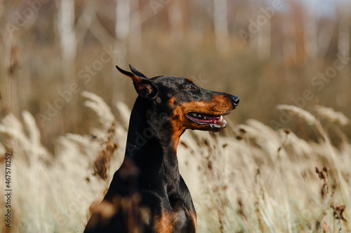 beautiful black with brown dog breed Doberman in the field