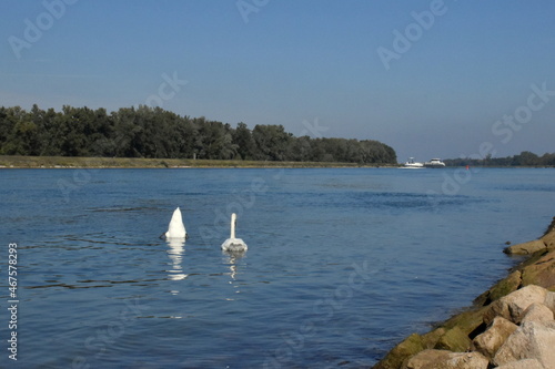 Swans on the Rhine in Wyhl  © christiane65