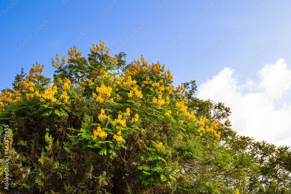 Lush crown of acacia Lush crown of acacia
