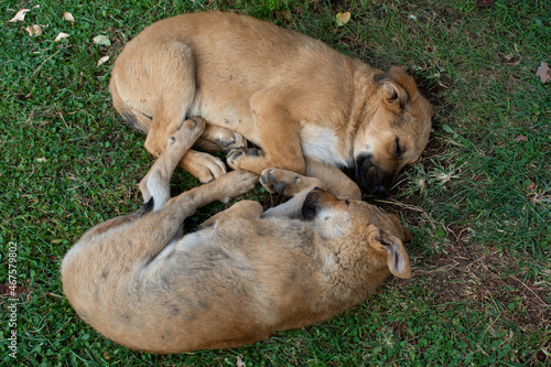 Dogs sleep cuddling. Mother dog and her children. Dogs sleeping in the park.