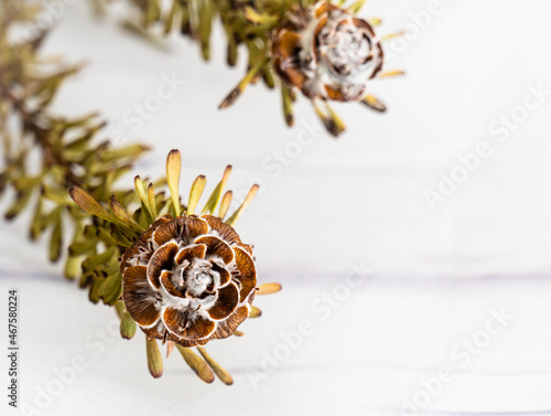 Wallpaper Mural Scena close up con un rametto fiorito marrone, invernale su sfondo bianco con spazio per scrivere. Inverno. Dicembre. Auguri. Dono. Torontodigital.ca