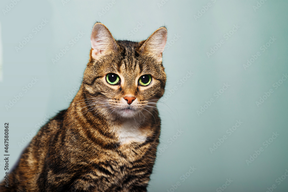 portrait of domestic striped cute shorthair cat portrait of domestic striped cute shorthair cat