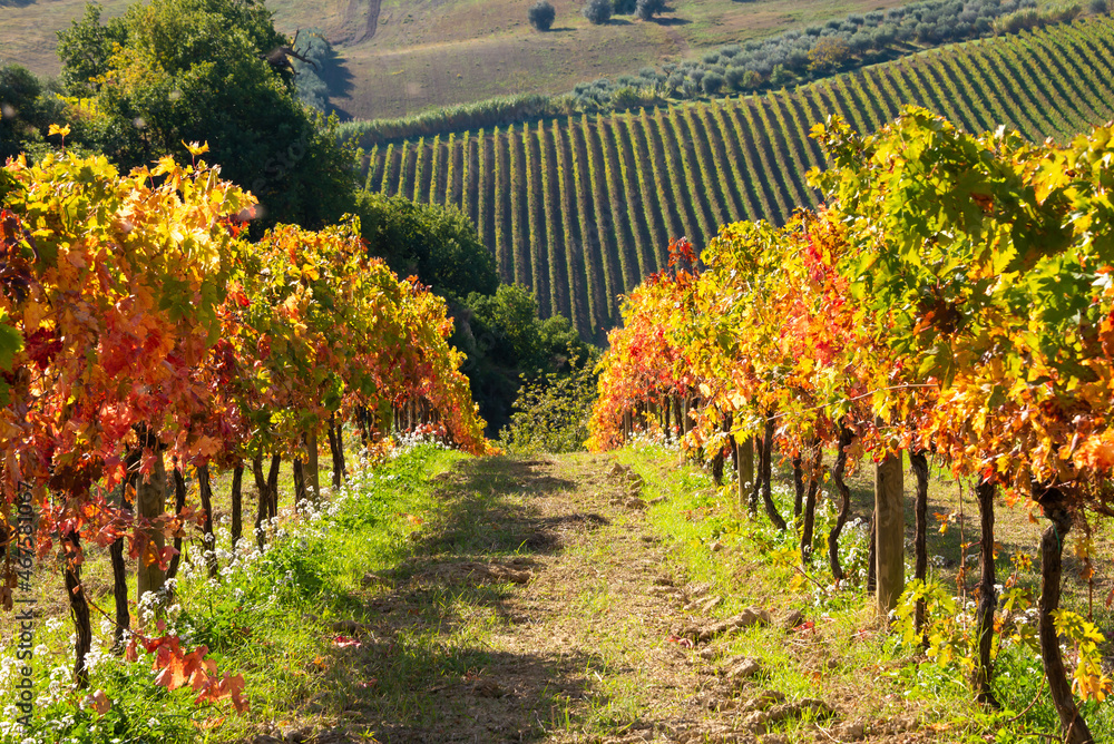 Colorful vineyard in fall, autumn nature landscape