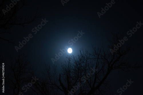 the moon illuminates the trees with fallen leaves © Flac Lee