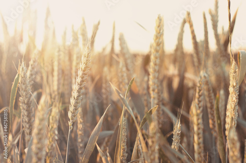 Grain field in the sunset 