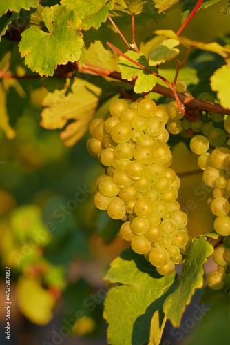 Ripe grapes in the golden sunlight