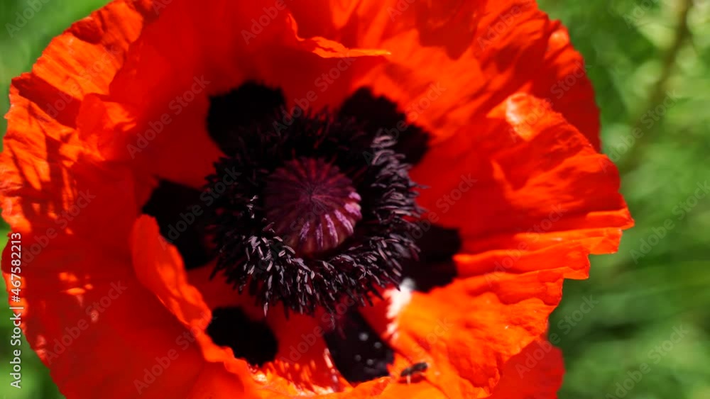 A field of poppies on a bright sunny day, many beautiful red flowers sway in the wind. Floral background. A field of poppies on a bright sunny day, many beautiful red flowers sway in the wind. Floral background.