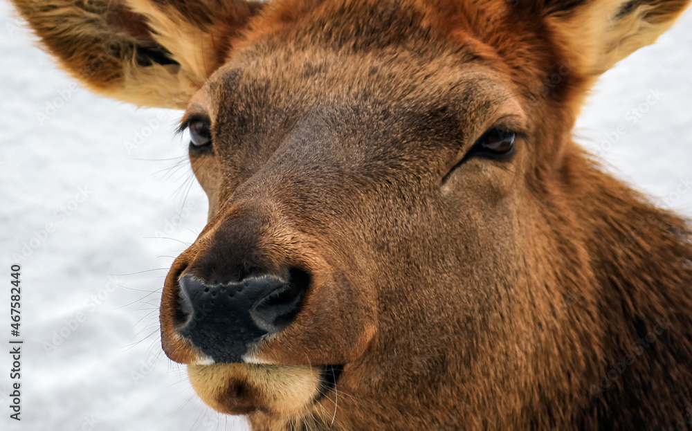 Porteret of red European deer in close-up against the background of snow. Porteret of red European deer in close-up against the background of snow.