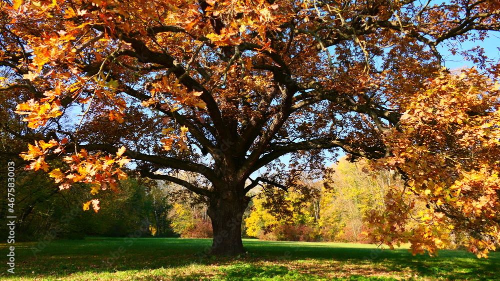 Naklejka premium buntes Herbstlaub am Eichenbaum