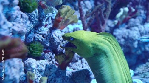 Green moray eel from the genus of ray-finned fish