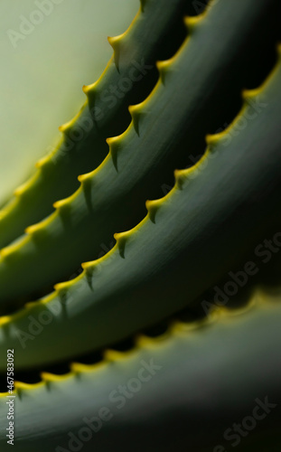 aloe vera plant