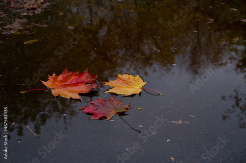 autumn leaves on water