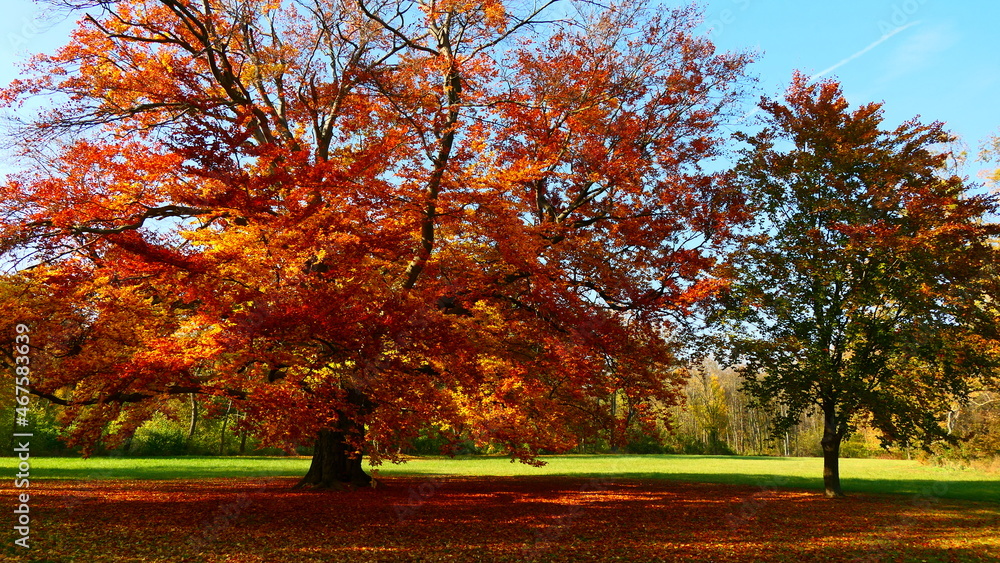 Parkbaum im Herbst