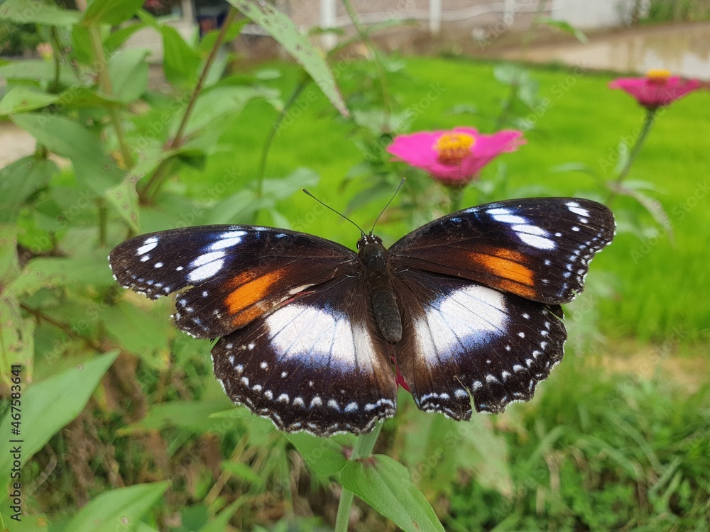 Fototapeta premium butterfly on a flower