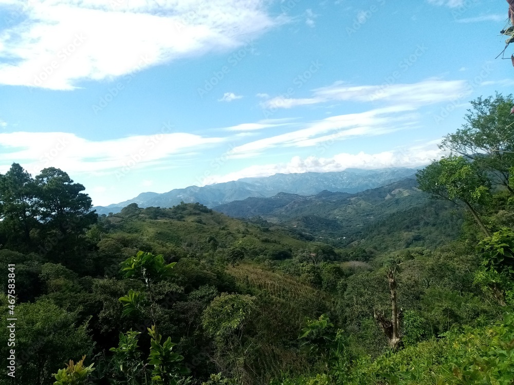 forest in the mountains