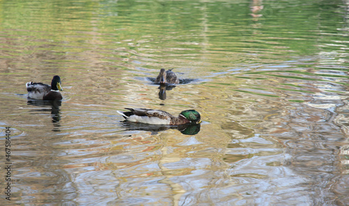 many ducks swim on a smooth lake