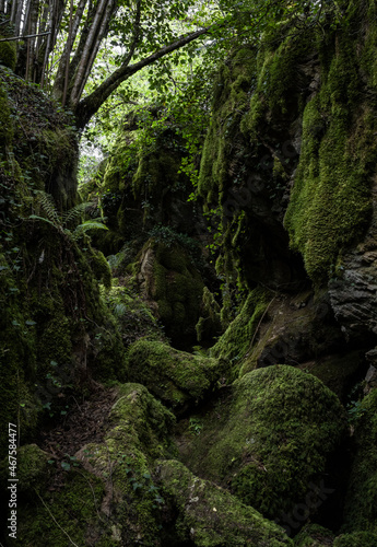 Rainforests of Galicia