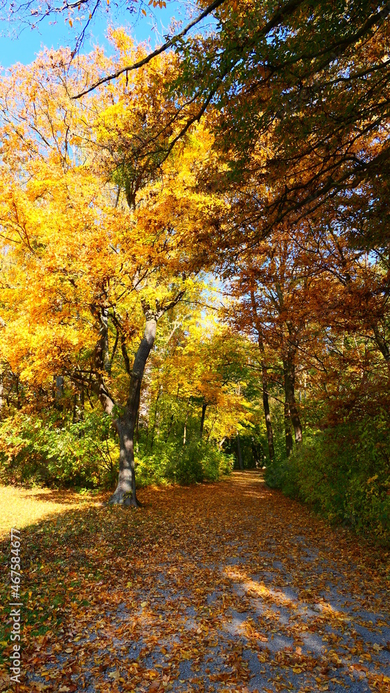 Naklejka premium Parkweg im goldenen Herbst