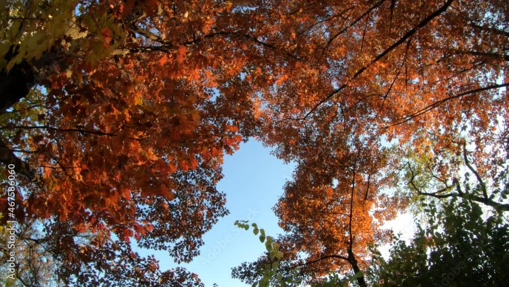 Colorful leaves on the trees during fall season Colorful leaves on the trees during fall season