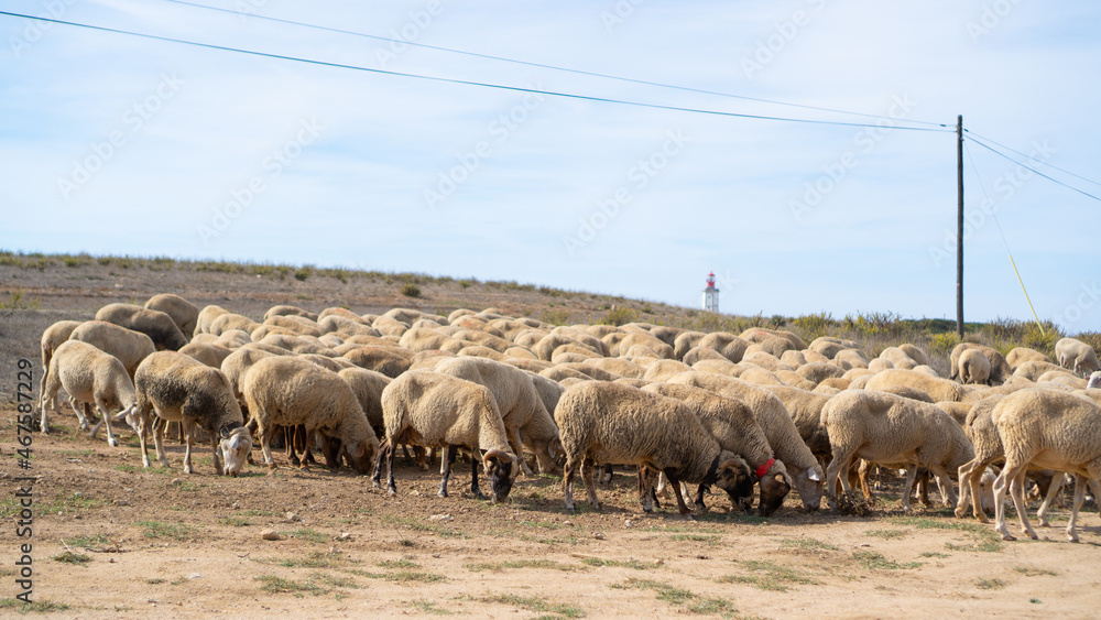 A flock of sheep in Portugal. Form of sheep on clay pasture. A flock of sheep in Portugal. Form of sheep on clay pasture.