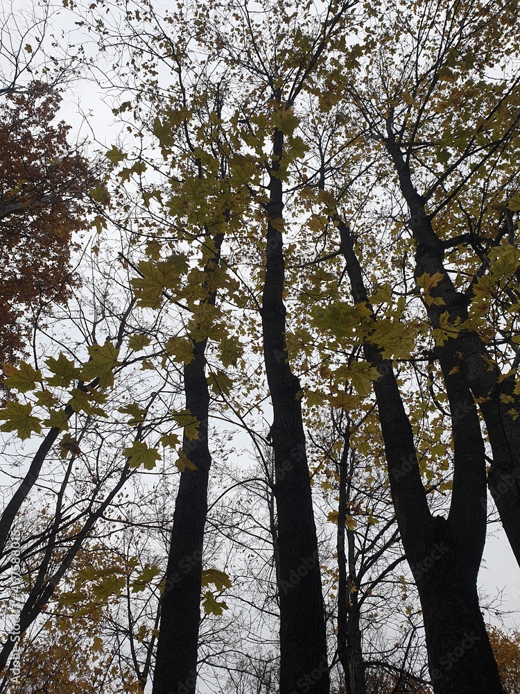 Fototapeta premium trees and sky