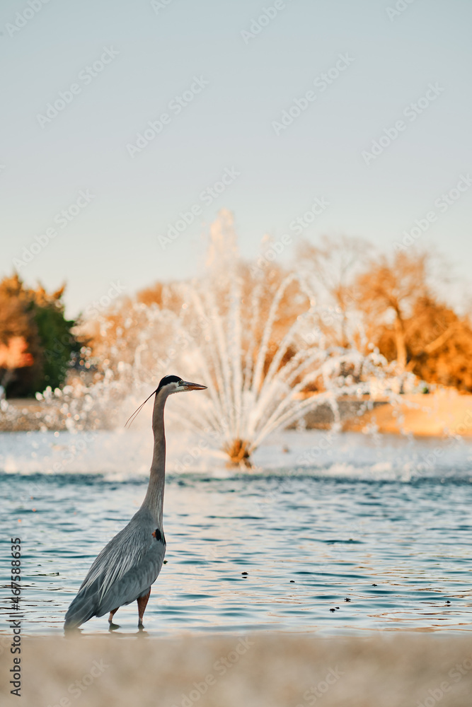 Fototapeta premium Blue Heron walking in the water of a neighborhood pond with a fountain running in the background