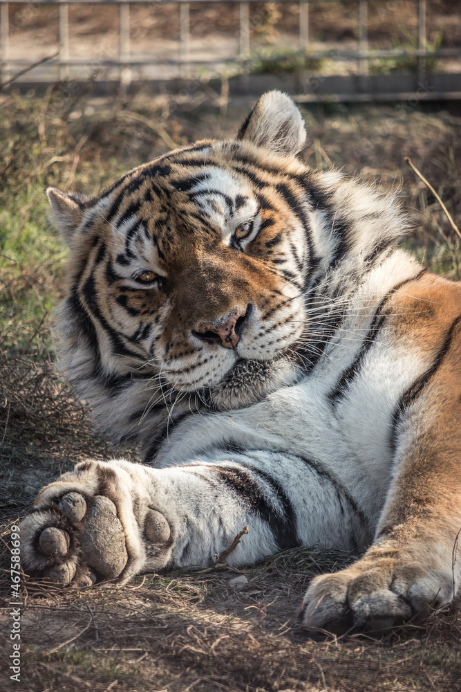 Close up portrait of a Siberian tiger lying  in a big cat sanctuary in Slovakia