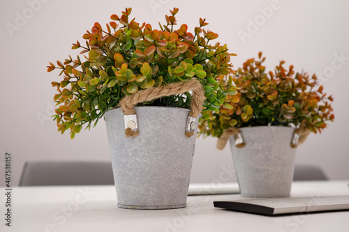 Small plastic plant  a white flower pot on the table in the office photo