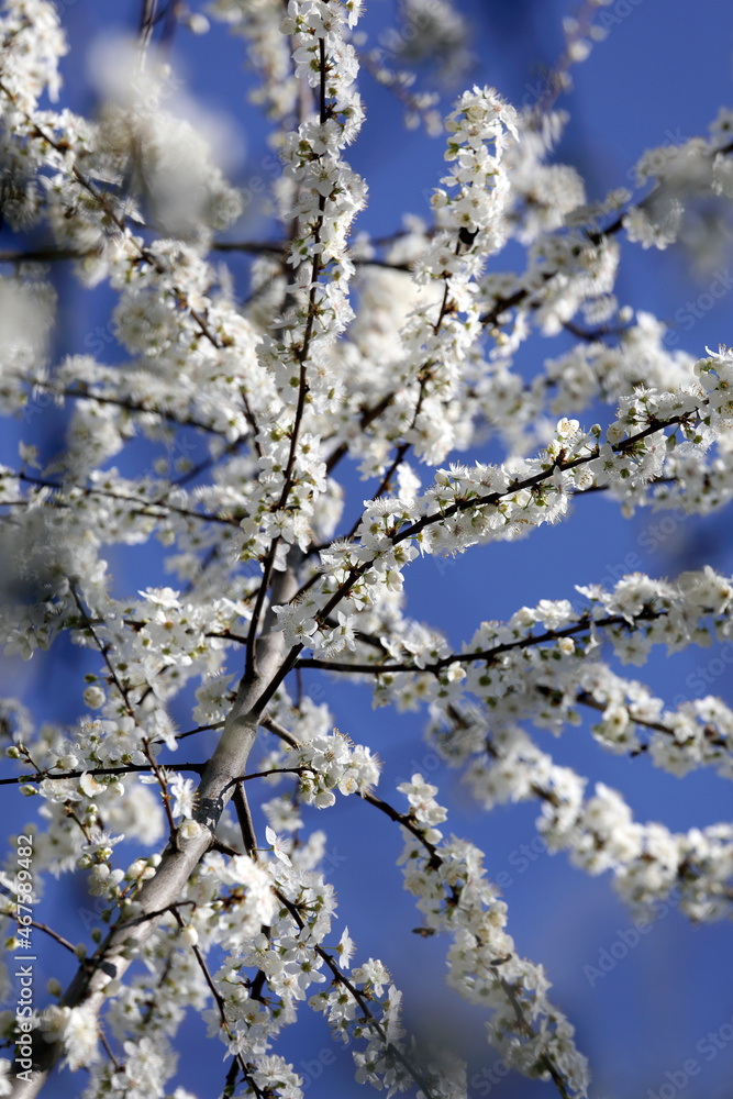 Flowering branches, white flowers and blue sky in spring, close-up. Flowering branches, white flowers and blue sky in spring, close-up.