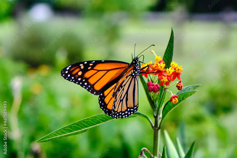 Monarch Butterfly feeding on flowers of a milkweed Monarch Butterfly feeding on flowers of a milkweed