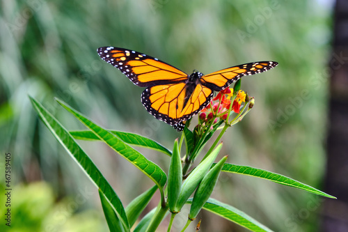 Monarch Butterfly feeding on flowers of a milkweed