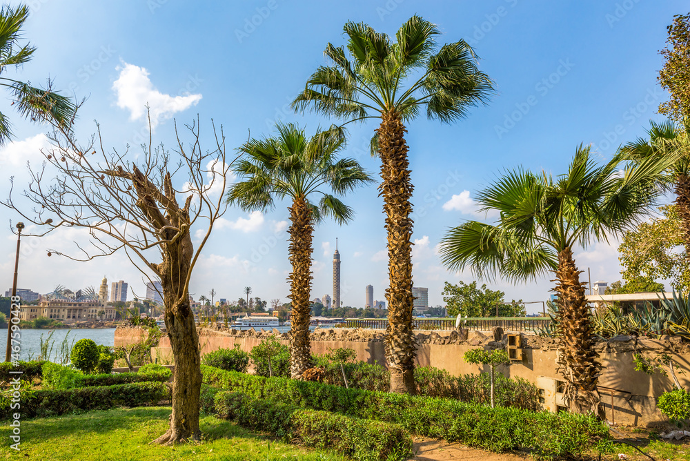 Palms in Cairo