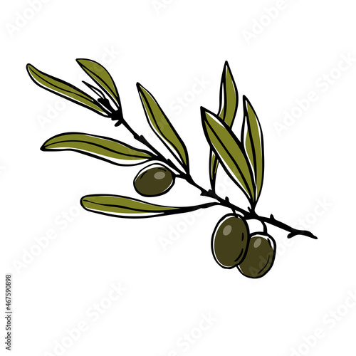Olive tree branch with green fruits.Vector graphics.