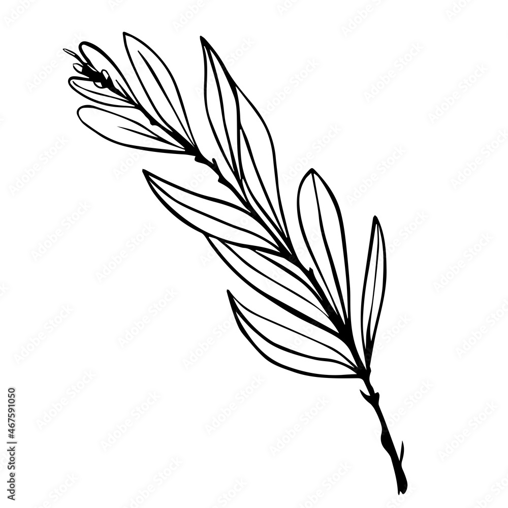 Obraz premium Olive tree branch with green fruits.Vector graphics.