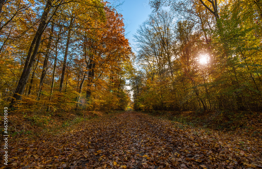 Fototapeta premium Waldweg im Herbst mit Sonne von vorn im Gegenlicht
