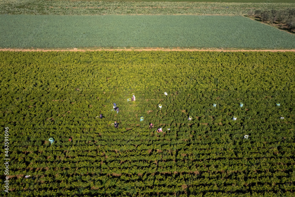 Torbali - Izmir - Turkey, November 4, 2021, Seasonal workers working in a pepper field