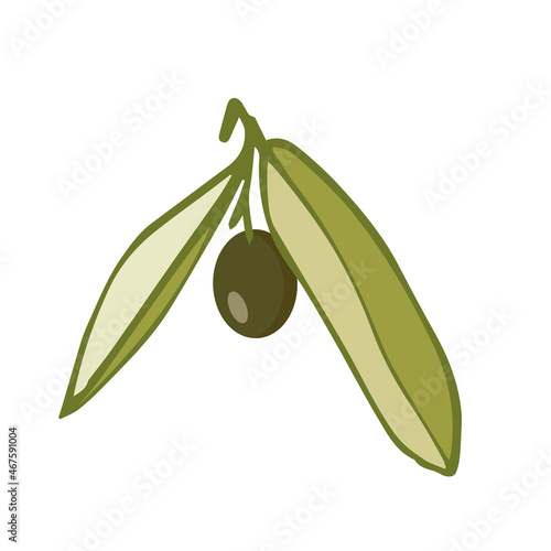 Olive tree branch with green fruits.Vector graphics.
